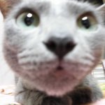 [냥판] 우리집 깡패