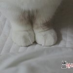 [묘한라이프] 먼치킨고양이) 윤<b>집사</b>는 손패티쉬???