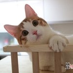 [묘한라이프] 먼치킨고양이) <b>사악</b>한집사에게 잡힌 세모이야기