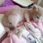 [냥특수부대] 둥이이야기 3탄 둥이성장기와 낭이와 아이들성장기