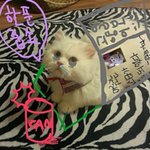 [<b>대두</b>고양이] 거지냥이 포뚱