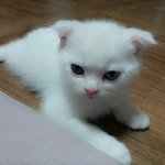 [고양이] 토끼 코스프레 고양이 살구