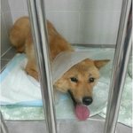 응급실에 있는 <b>백구</b>
