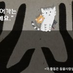 [고양이] 다시 일어난 길고양이 생매장 사건!!