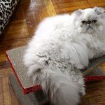 [아리와<b>베리</b>] 아리의 뷰띠크시간^^*[히말라얀]