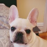 [미엘성장기] 돌아온 프렌치<b>불독</b> 미엘 2탄!! 사진스압