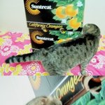 [스코티쉬폴드 마요]<b>인증사진</b> 찍는 마요