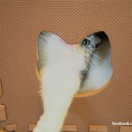 [유봉이네] 퐁즈 새집 장만(유봉이네)