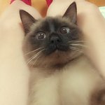 <b>고양</b>고양해