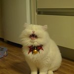 [대두고양이] 포뚱 <b>미리</b>크리스마스