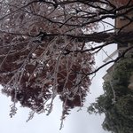 [사는얘기] 미국 아이스<b>스톰</b> 정전 살아남기