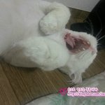 [<b>대두</b>고양이] 포뚱 안티샷 대방출