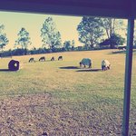 [<b>LIFE</b>]호주- 호주에 오면 꼭 보고가자! 코알라, 캥거루 