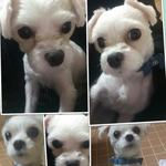 강아지 주인을 찾습니다 <b>or</b> 말티즈 수컷 분양하실 분