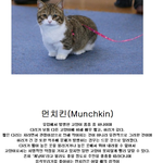 냥이도 강아지(?)처럼 생긴<b>품종</b>도있네요