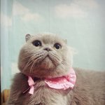 [율무] 뚱냥이 스코티쉬<b>폴드</b> 율무