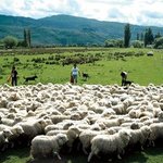 [<b>HOT</b>]뉴질랜드- '아빠어디가'에 방영된 뉴질랜드가 궁금하세요...