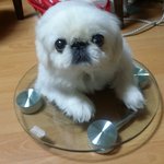 체중계는 <b>정확</b>했다