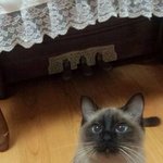 모여라 <b>눈코</b>입 샴고양이