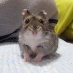 [햄스터사랑] 햄스터를 사랑해주세요^^