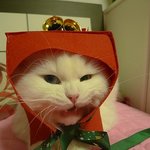 [<b>대두</b>고양이] 포뚱 크리스마스선물
