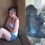 우리 인간은 고릴라 아가씨랑 <b>수컷</b> 침팬지에 교잡종 맞다니까 그러네