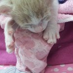 [냥특수부대] 둥이이야기 4탄 사진찍기의 달인 둥님과 옹기종기<b>낭</b>아가들