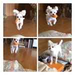 [<b>날아라</b>콩이] <b>날아라</b> 콩이!