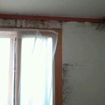 [꼭조언부탁] 방탈) 집에 곰팡이때문에 못살겠습니다