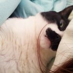 <b>수염</b>난 냥이에요ㅋㅋㅋㅋㅋ