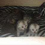 최고 <b>미묘</b> 콩이냥이를 소개합니당(엄청길어요ㅎ)