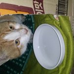 [댓글부탁] 길냥이보호중입니다ㅜㅜ <b>입양</b>받으실분 ㅜㅜ