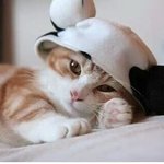 [블락비] 두시간만더공부하면되겠지??