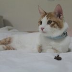 [묘한라이프] 개다래<b>열매</b>를 대하는 먼치킨고양이 세모의 자세