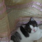 [꿀고양이] 유청이에게 힘을 주세요 ㅠ