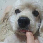 똥꼬<b>발랄</b> 코카 코봉이