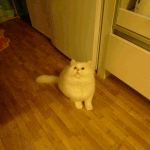 [<b>대두</b>고양이] 날으는 돼지고양이