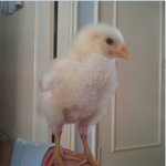 (추가글) 학교 앞 출신<b>수탉</b>의 성장기