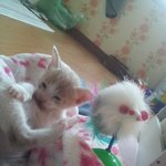 [냥특수부대] 둥이 이야기 5탄 이<b>구역</b>의 귀염둥이 , 시골야옹이들과...