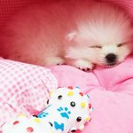 [두부네] 아직 어린 <b>울집</b> 강아지 떡실신 ㅋㅋㅋ