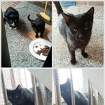 <b>집앞</b>에서 밥동냥하며 살던 가여운 아깽이의 좋은 가족을 찾고 있어요...