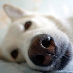 [허스키<b>심바</b>] <b>심바</b>의 일상,,루키를 추억하며