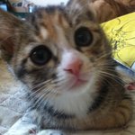 [재규팡] 김태희만큼 이쁜 우리 집 팡이