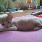 [냥특수부대] <b>둥이</b> 이야기 6탄 새로운 친구 미호, 시골 고구마