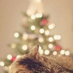 <b>미리</b>보는 크리스마스와 동물들