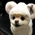 [단지<b>요지</b>] 아기곰으로 변신한 우리집 강아지^^