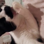<b>수염</b>난냥이 캐돌이 2