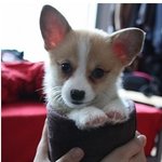 [도도코기] 도도한 <b>웰시</b>코기 아인 2편!