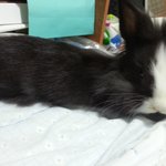 [<b>리베</b>] 라이언헤드토끼 <b>리베</b>의 일상