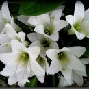 [다풀었당] 초설랑은 오늘 일어난 이 엉뚱한 사망사건에 미스테리를...